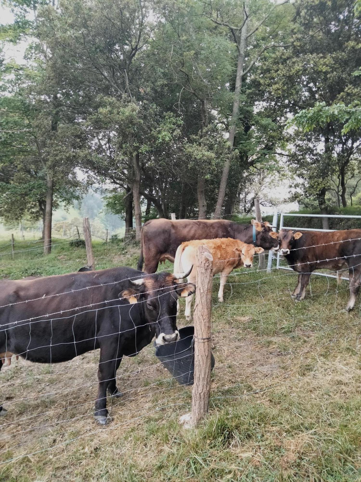 Agroturismo Erlete Goikoa Deba Exterior foto