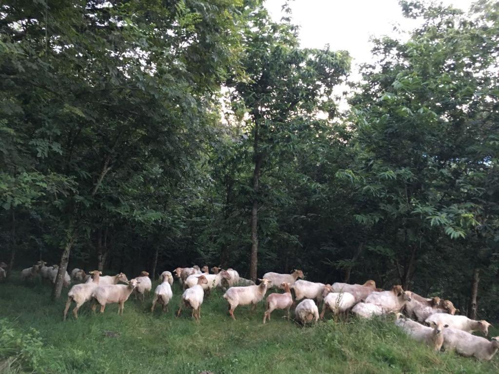 Agroturismo Erlete Goikoa Deba Exterior foto